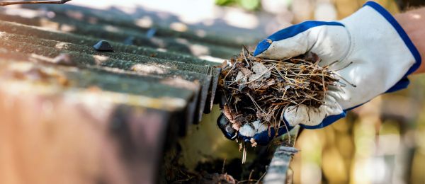 Pine Needle Gutter Cleaning in Jersey City